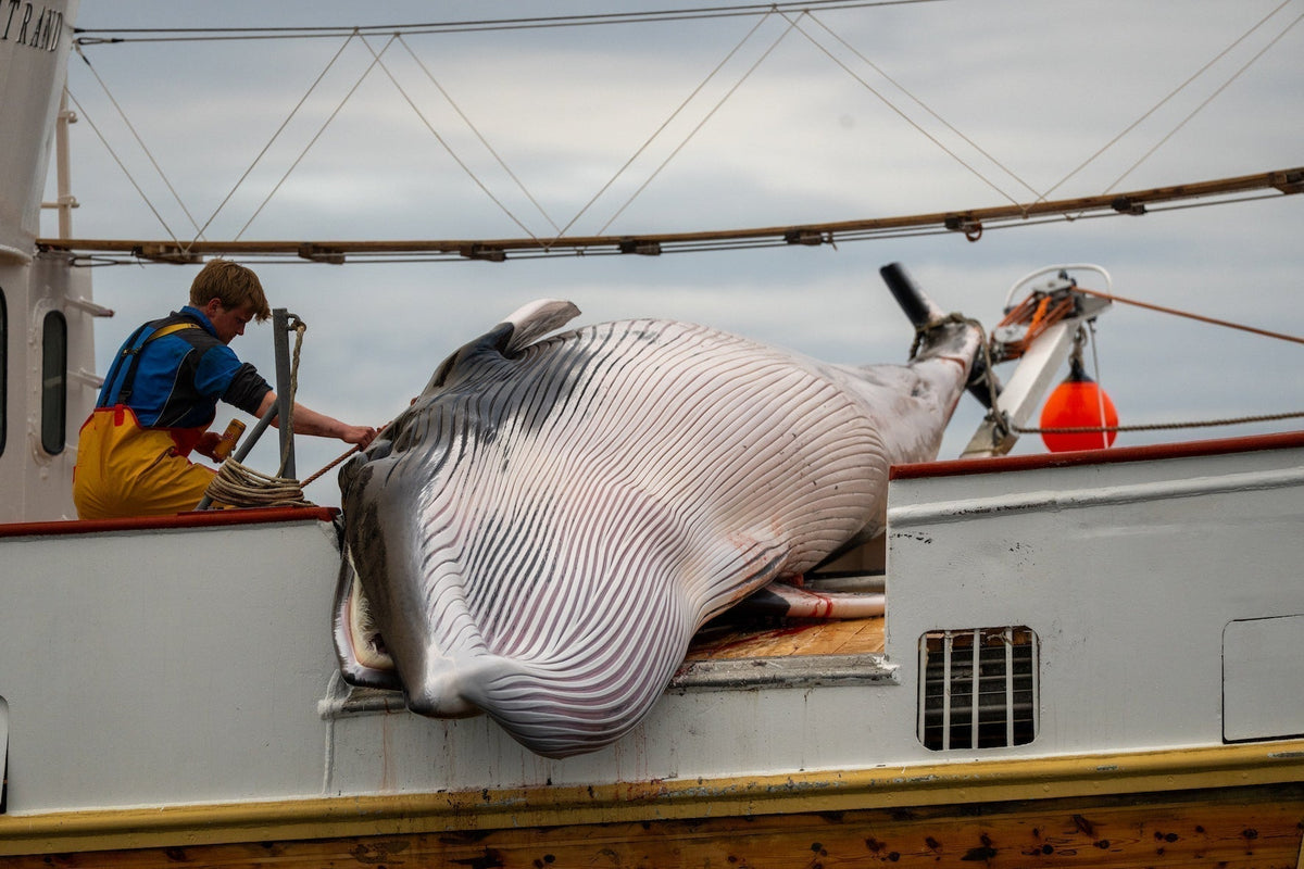 Bloody Waters: What whale hunting really looks like